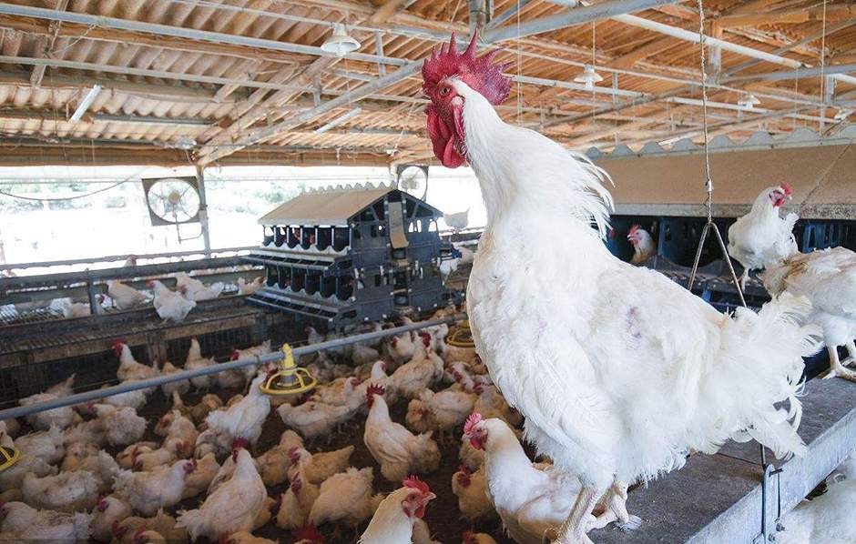 養雞場家禽焚燒爐