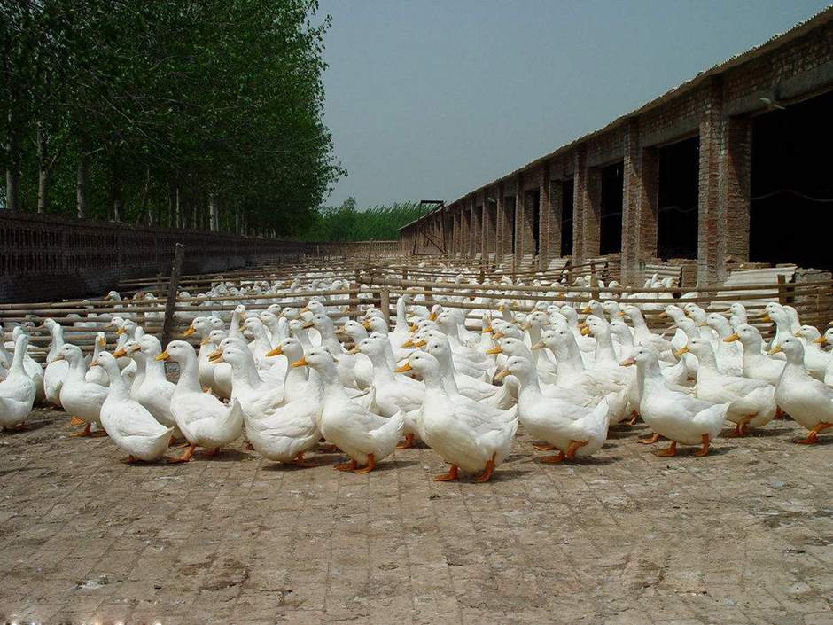 養(yǎng)鵝場死鵝焚燒爐