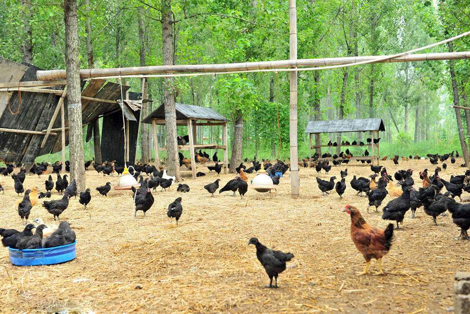 死雞環保焚燒處理設備